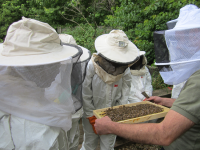 miel-apiculture-paris-whereez-ruche-abeille-enfant.png