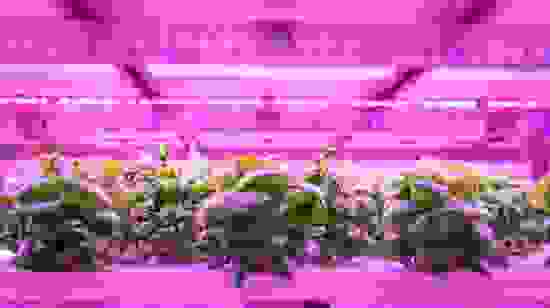 vertical-farming.jpg