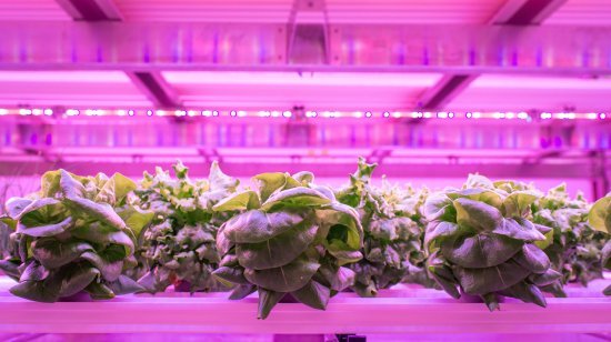 vertical-farming.jpg