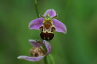 ophrys-abeille.jpeg