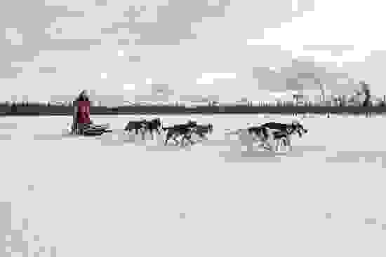 lapland-safaris-husky-safari.jpg