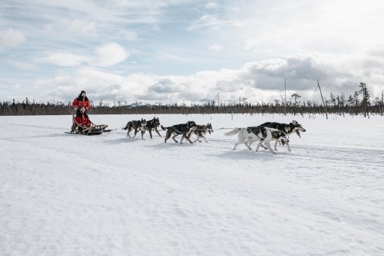 lapland-safaris-husky-safari.jpg