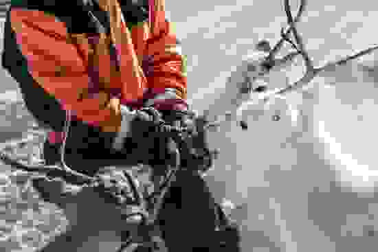 lapland-safaris-reindeer-safari.jpg
