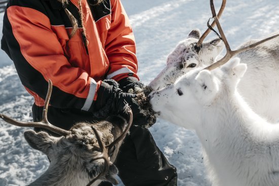 lapland-safaris-reindeer-safari.jpg